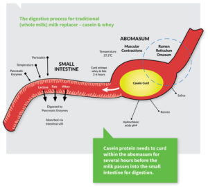 Digestion of casein