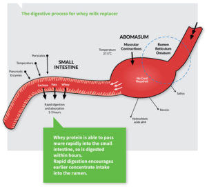 Digestive process for whey