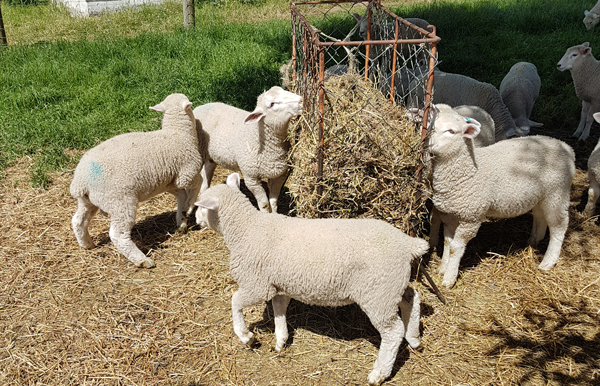 Lamb rearing