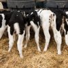 Agrivantage calf CMR