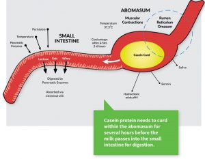 digestive process for whole milk in calves