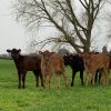 Dairy Farmer LeAnne Blakelock