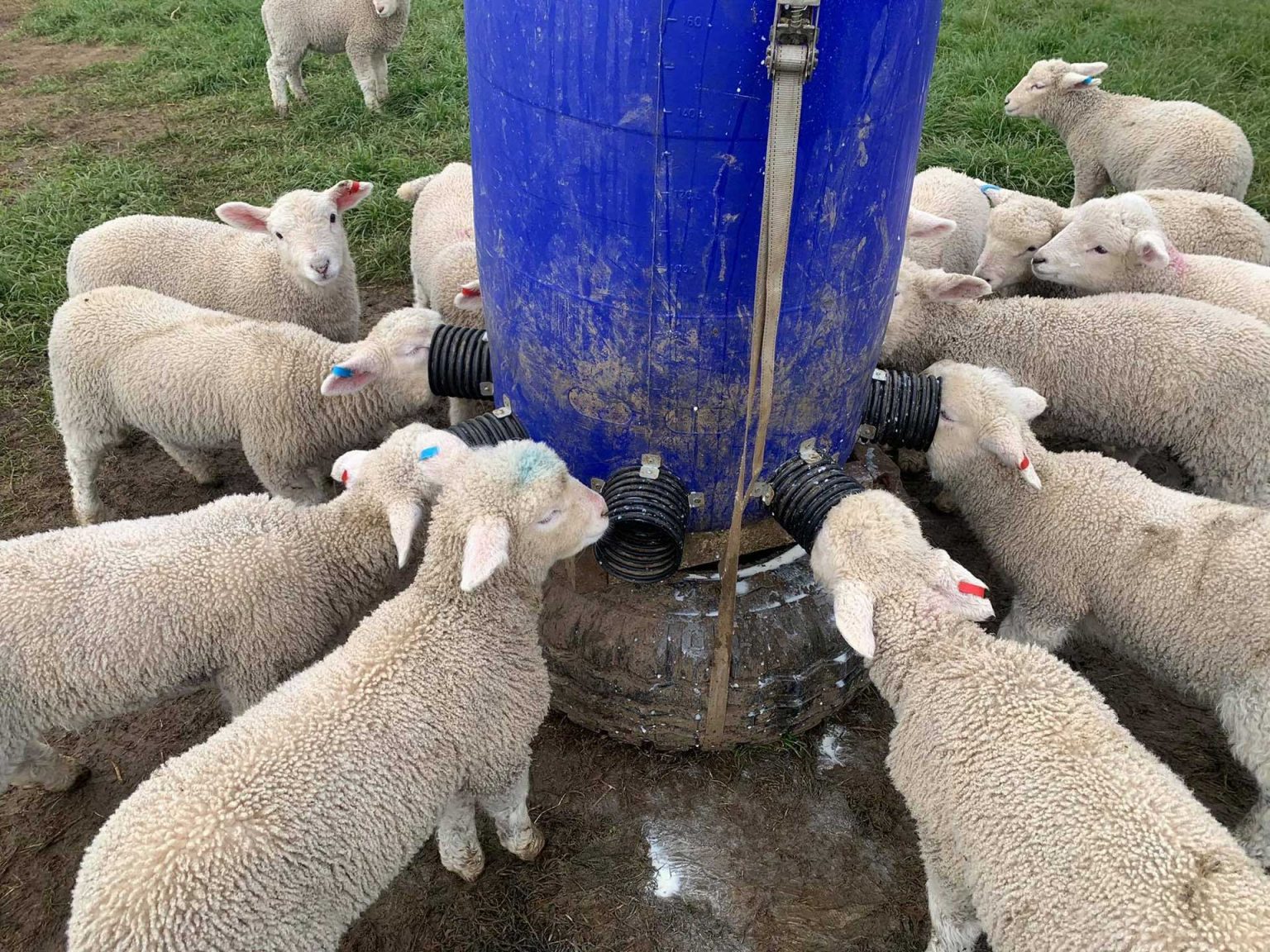 Fat sources in lamb milk replacers what you need to know. AgriVantageAgriVantage