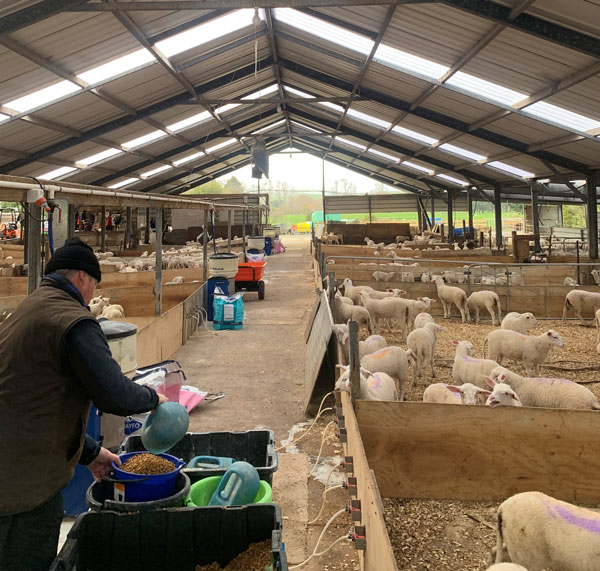 Neal-measures-and-records-any-feed-given-to-the-lambs.