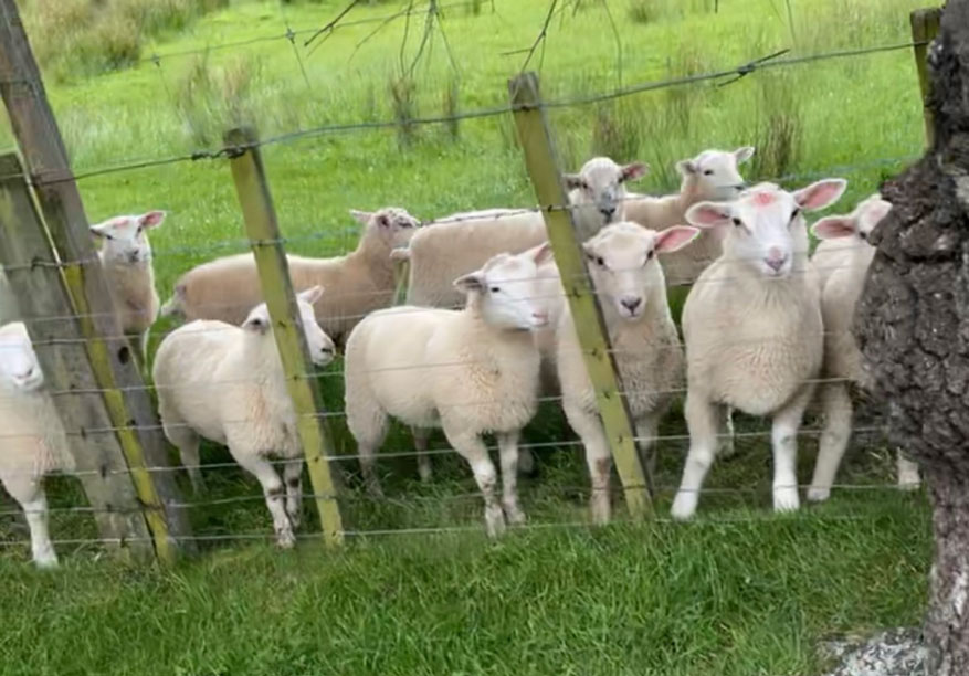Weaned,happyandveryhealthylambs. AgriVantageAgriVantage