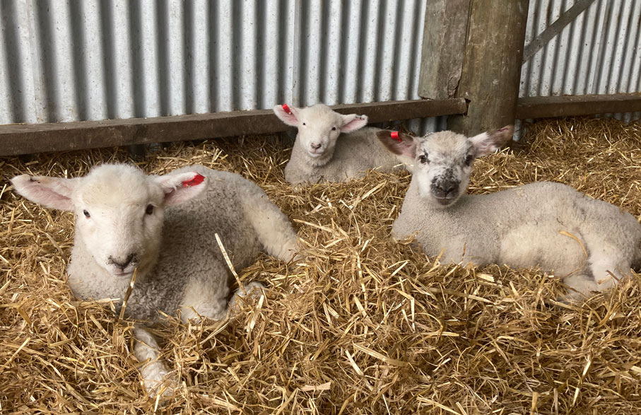 jo-hay-lamb-rearing1